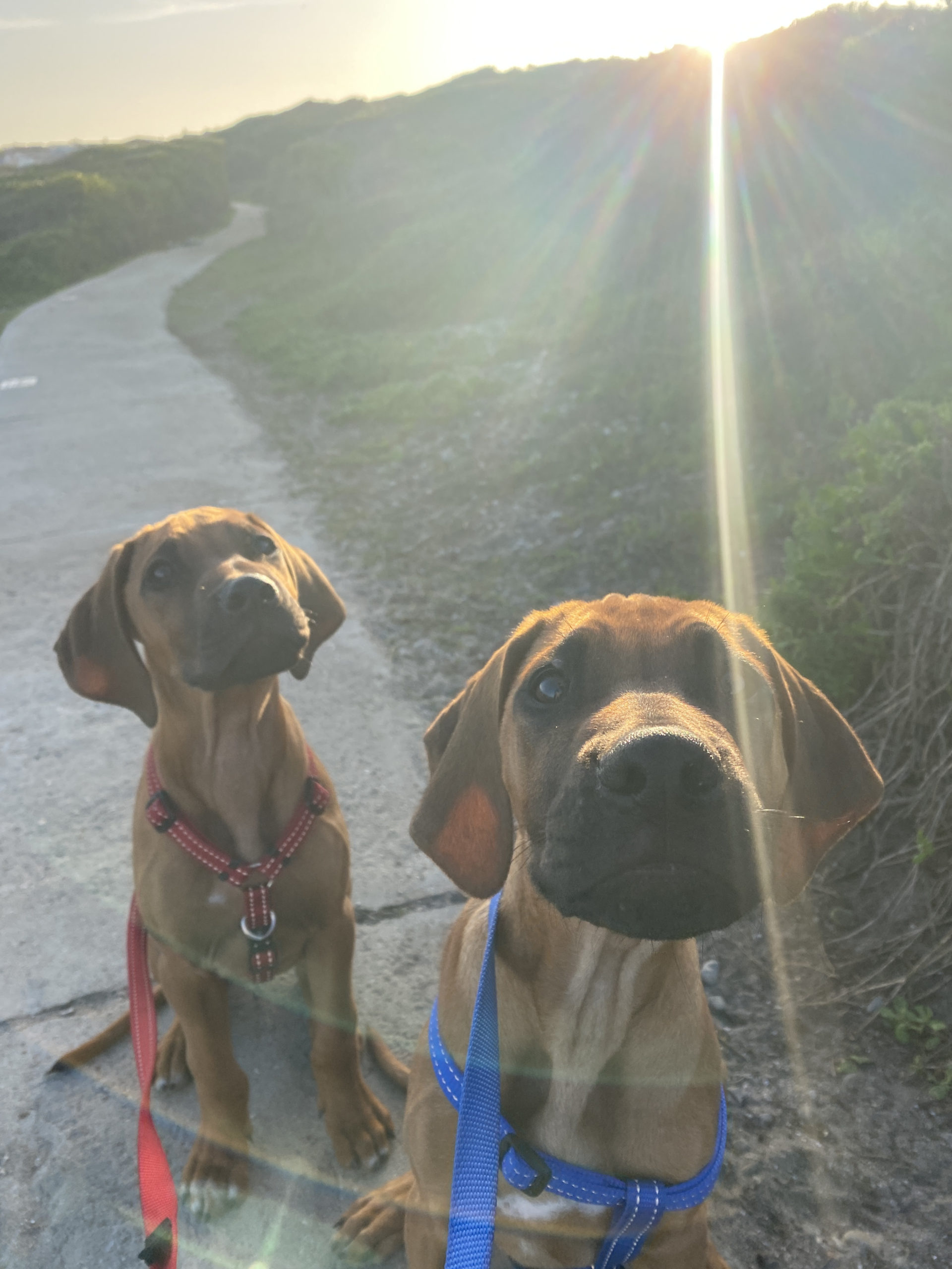 Dogs-newsletter Dogs-newsletter